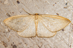 Orthoclydon praefectata