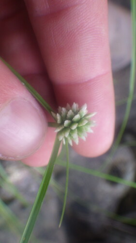 Mariscus dubius subsp. dubius image