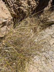 Lavandula subnuda