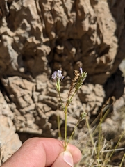 Lavandula subnuda