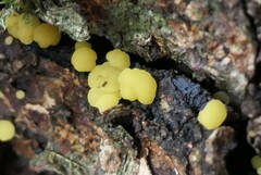 Calycina claroflava