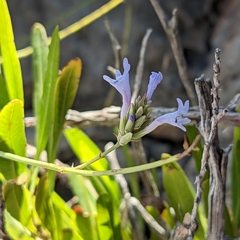 Lavandula subnuda