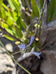 Lavandula subnuda