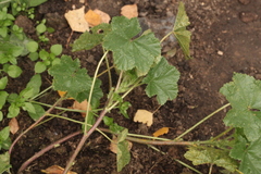 Malva pusilla