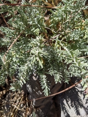 Teucrium