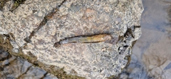 Channa argus