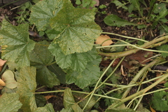 Malva pusilla