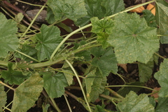 Malva pusilla