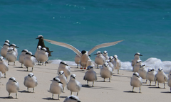 Sterna dougallii gracilis