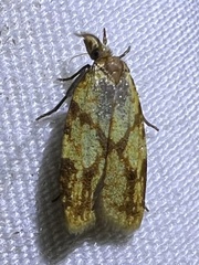 Sparganothis sulfureana