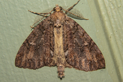 Pseudocoremia suavis