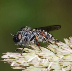 Leptarthrus brevirostris