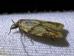 Sparganothis sulfureana