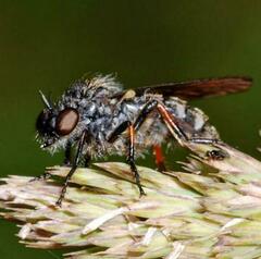 Leptarthrus brevirostris