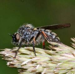 Leptarthrus brevirostris