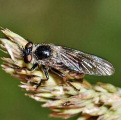 Leptarthrus brevirostris