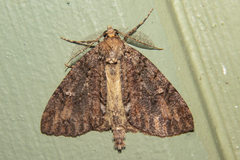 Pseudocoremia suavis