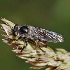 Leptarthrus brevirostris