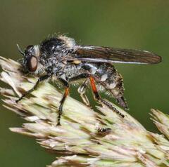 Leptarthrus brevirostris