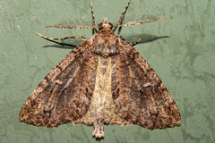 Pseudocoremia suavis