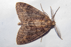 Pseudocoremia suavis