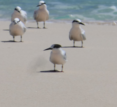 Sterna dougallii gracilis