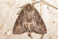 Pseudocoremia suavis