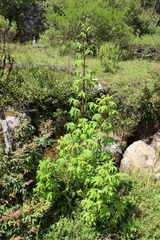 Digitacalia napeifolia