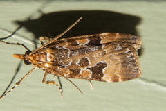 Scoparia ustimacula