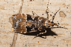 Scoparia ustimacula