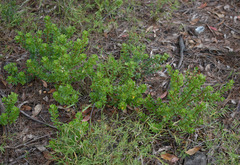 Pultenaea millarii