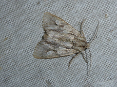 Meganephria bimaculosa