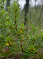 Pultenaea millarii