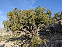 Juniperus seravschanica