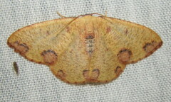 Celidomphax rubrimaculata