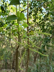 Deeringia amaranthoides