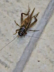 Gryllus bimaculatus