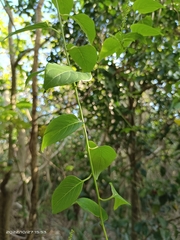 Deeringia amaranthoides