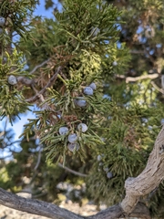 Juniperus seravschanica