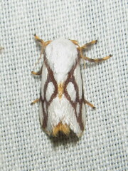 Parapluda invitabilis