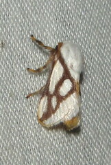 Parapluda invitabilis