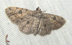 Orbamia octomaculata