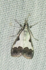 Autocharis jacobsalis
