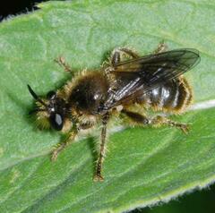 Choerades fuliginosa