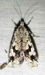 Ethioterpia lichenea