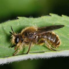 Choerades fuliginosa