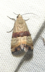 Pseudozarba bipartita