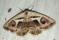 Cometaster pyrula