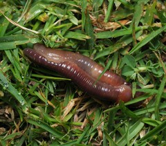 Lumbricus terrestris