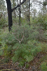 Banksia spinulosa